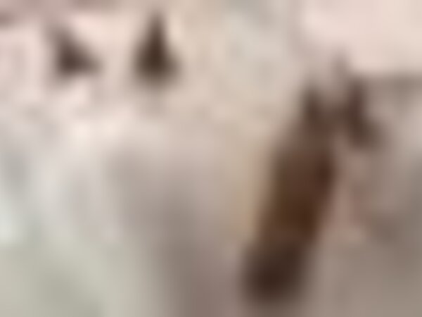 Tiny thumb nf3sooxuufnegkvkdirwj 1 2500 2500 1 600 450